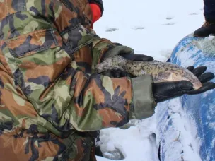Добыча налима в Нижегородской области возобновлена с 1 февраля